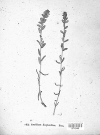 Endophyllum euphorbiae-sylvaticae image